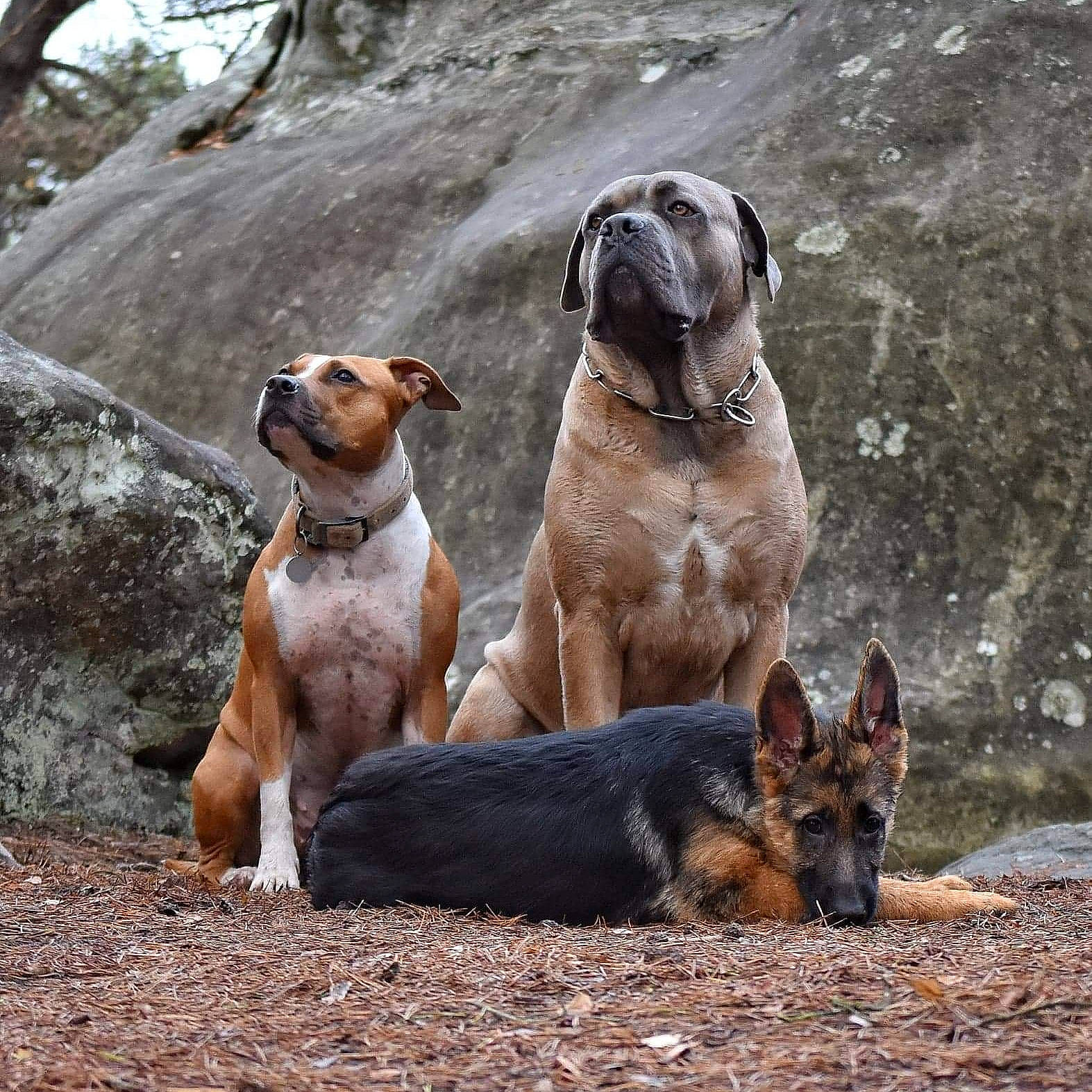Roxy participe au concours pour gagner de l'argent avec cette photo : canidae, carnivore, collar, companion_dog, dog, dog_breed, dog_collar, dog_supply, fawn, guard_dog, herding_dog, liver, mammal, pet_supply, snout, sporting_group, vertebrate, whiskers, working_animal, working_dog