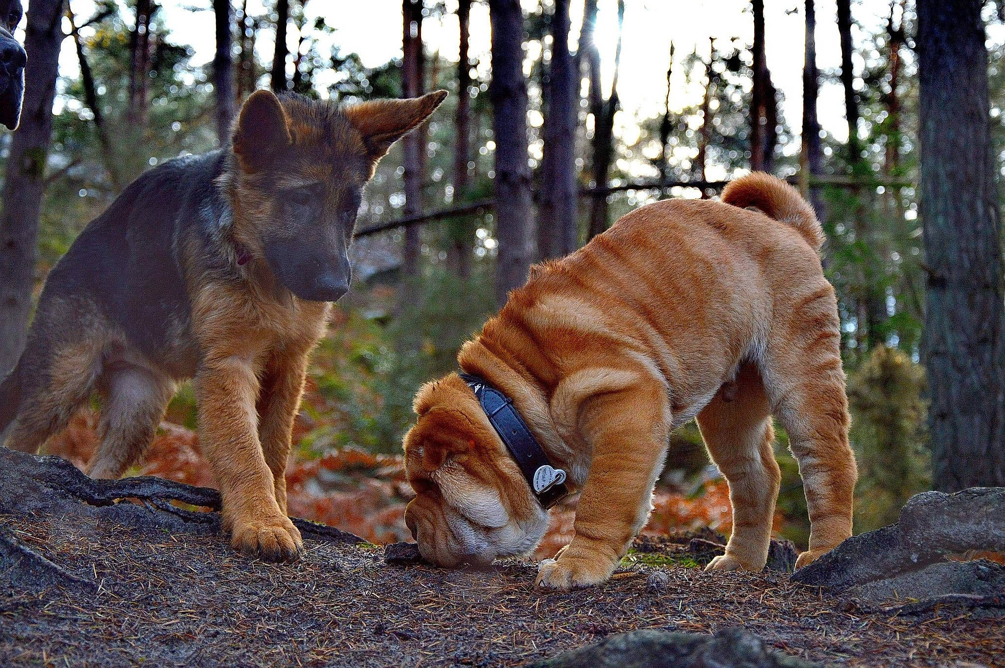 Roxy a rejoint le concours — aidez-le/la à gagner de superbes lots ! biome, canidae, carnivore, companion_dog, dog, dog_breed, fawn, forest, grove, northern_hardwood_forest, old_growth_forest, snout, sporting_group, sunlight, tail, temperate_broadleaf_and_mixed_forest, terrestrial_animal, trunk, woodland, working_dog