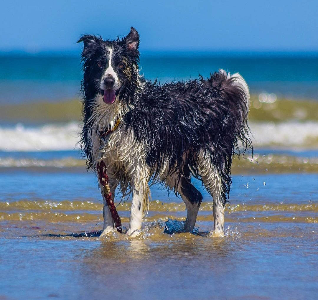 Jumpy a rejoint le concours — aidez-le/la à gagner de superbes lots ! beach, canidae, carnivore, companion_dog, dog, dog_breed, electric_blue, herding_dog, hunting_dog, lake, ocean, sky, sporting_group, terrier, tide, water, wave, wind_wave, working_animal, working_dog