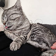 Guizmo a rejoint le concours — aidez-le/la à gagner de superbes lots ! animal, cat, close_up, cozy, cute, domestic_animal, feline, gray_cat, hand, indoor, paw, pet, relaxing, resting, sleeping, soft_fur, striped, tabby, tail, tongue_out