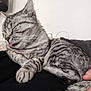 animal, cat, close_up, cozy, cute, domestic_animal, feline, gray_cat, hand, indoor, paw, pet, relaxing, resting, sleeping, soft_fur, striped, tabby, tail, tongue_out