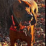 dog, outdoor, tree, autumn_leaves, sunlight, collar, leaf, brown_dog, nature, animal, pet, forest_floor, daylight, canine, fall_season, mammal, looking_away, standing, tree_bark, playful