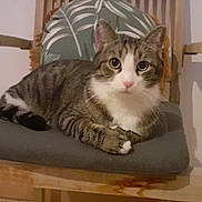 Doudou participe au concours pour gagner de l'argent avec cette photo : cat, tabby_cat, chair, cushion, wooden_chair, pet, indoor, feline, striped_fur, white_chest, relaxed, looking_at_camera, animal, domestic_cat, floor, furniture, household, cute, sitting, close_up