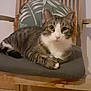 cat, tabby_cat, chair, cushion, wooden_chair, pet, indoor, feline, striped_fur, white_chest, relaxed, looking_at_camera, animal, domestic_cat, floor, furniture, household, cute, sitting, close_up