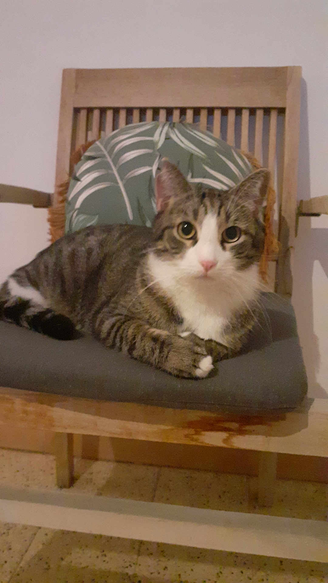Doudou participe au concours pour gagner de l'argent avec cette photo : cat, tabby_cat, chair, cushion, wooden_chair, pet, indoor, feline, striped_fur, white_chest, relaxed, looking_at_camera, animal, domestic_cat, floor, furniture, household, cute, sitting, close_up