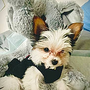 Coach is registered to the contest to win money with this photo: dog, puppy, plush_toy, elephant, stuffed_animal, cute, pet, fur, black_clothing, indoor, bed, soft, small_dog, animal, adorable, toy, sitting, fluffy, domestic_animal, white_fur