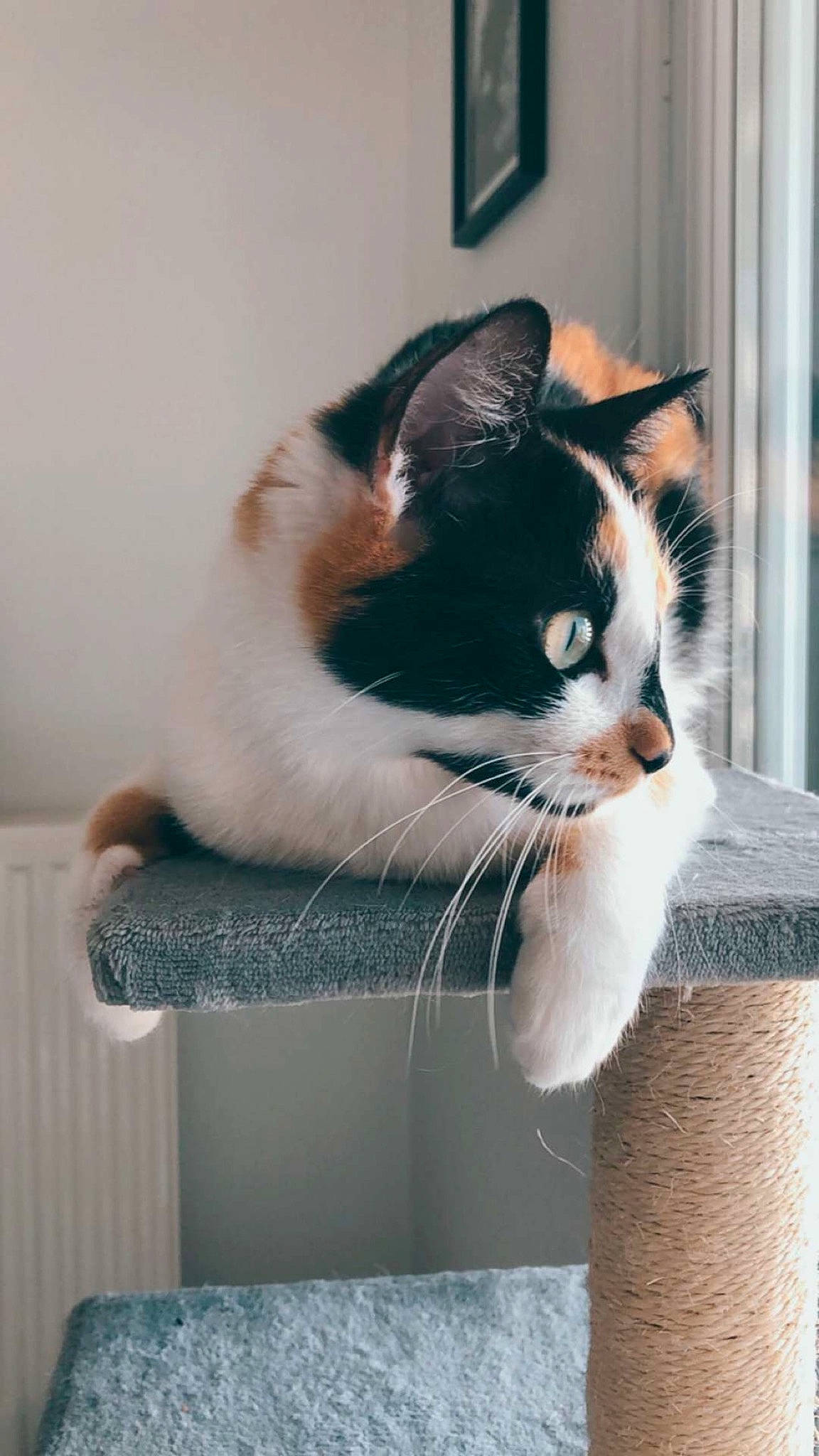 Poussy participe au concours pour gagner de l'argent avec cette photo : asian, carnivore, cat, domestic_short_haired_cat, european_shorthair, felidae, kitten, mammal, polydactyl_cat, small_to_medium_sized_cats, tail, whiskers