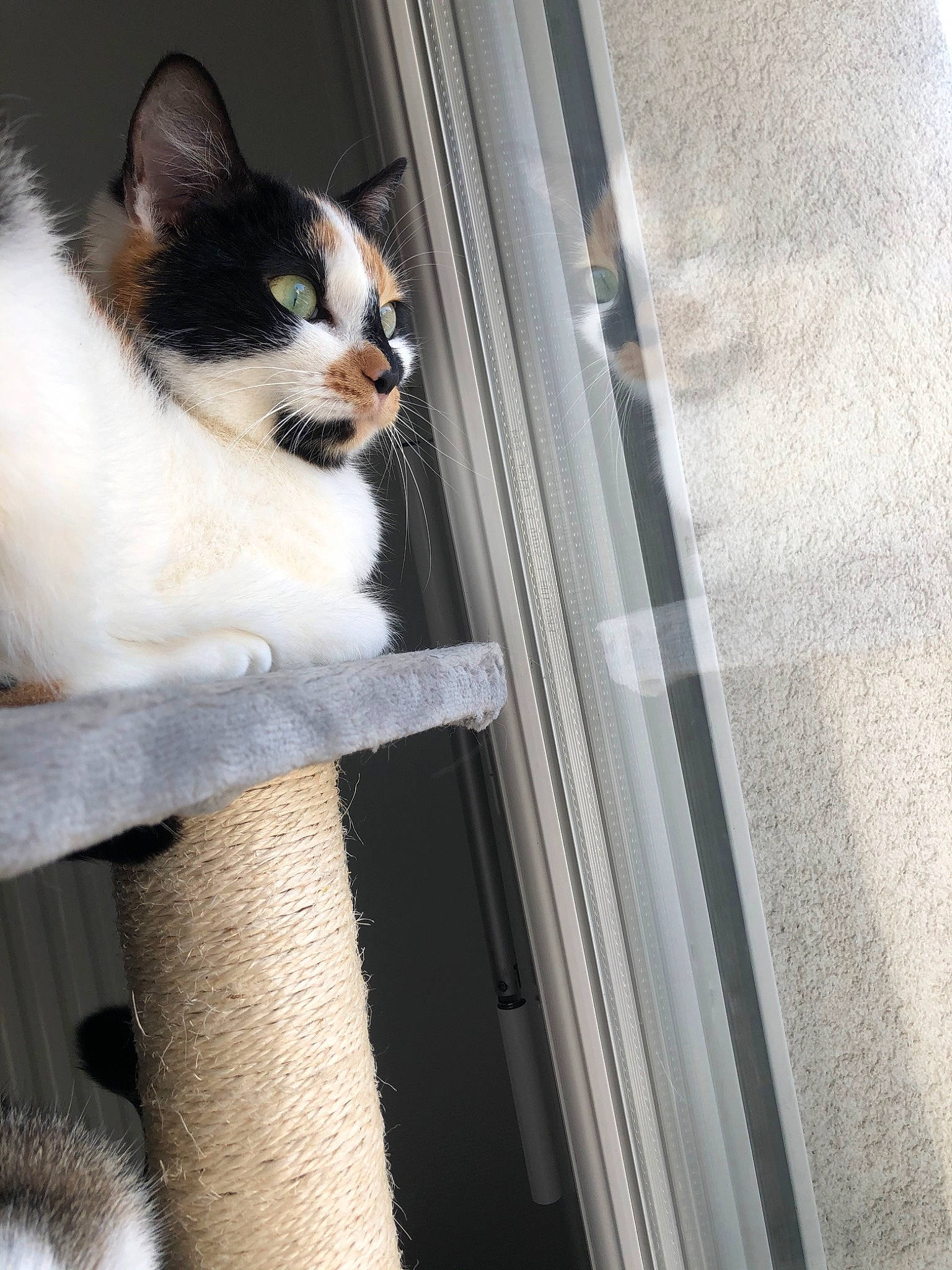 Poussy participe au concours pour gagner de l'argent avec cette photo : aegean_cat, carnivore, cat, door, fawn, felidae, fur, kitten, small_to_medium_sized_cats, snout, stairs, tail, textile, whiskers, white, window