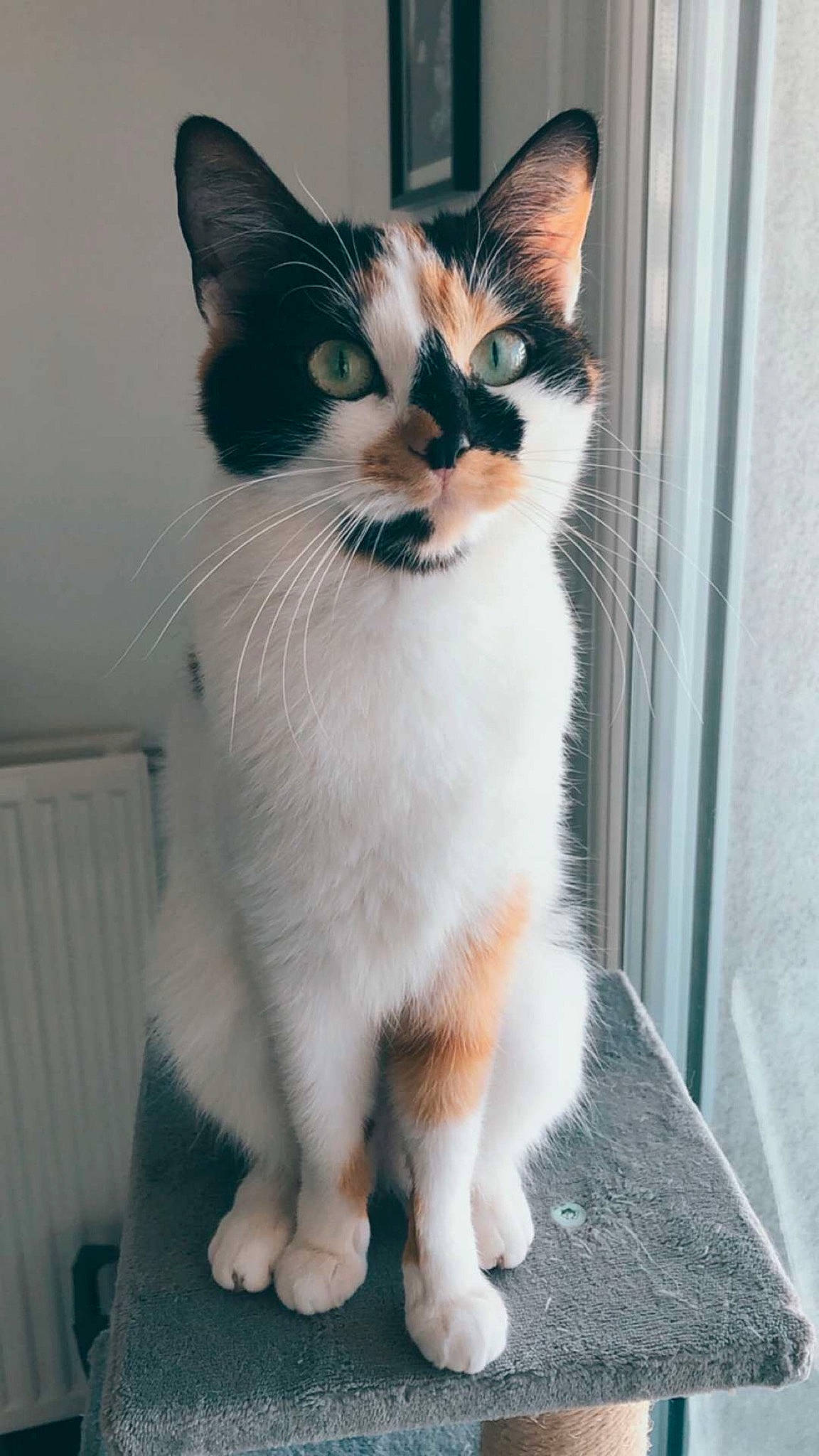 Poussy participe au concours pour gagner de l'argent avec cette photo : aegean_cat, asian, carnivore, cat, domestic_short_haired_cat, felidae, japanese_bobtail, kitten, mammal, polydactyl_cat, small_to_medium_sized_cats, tail, vertebrate, whiskers