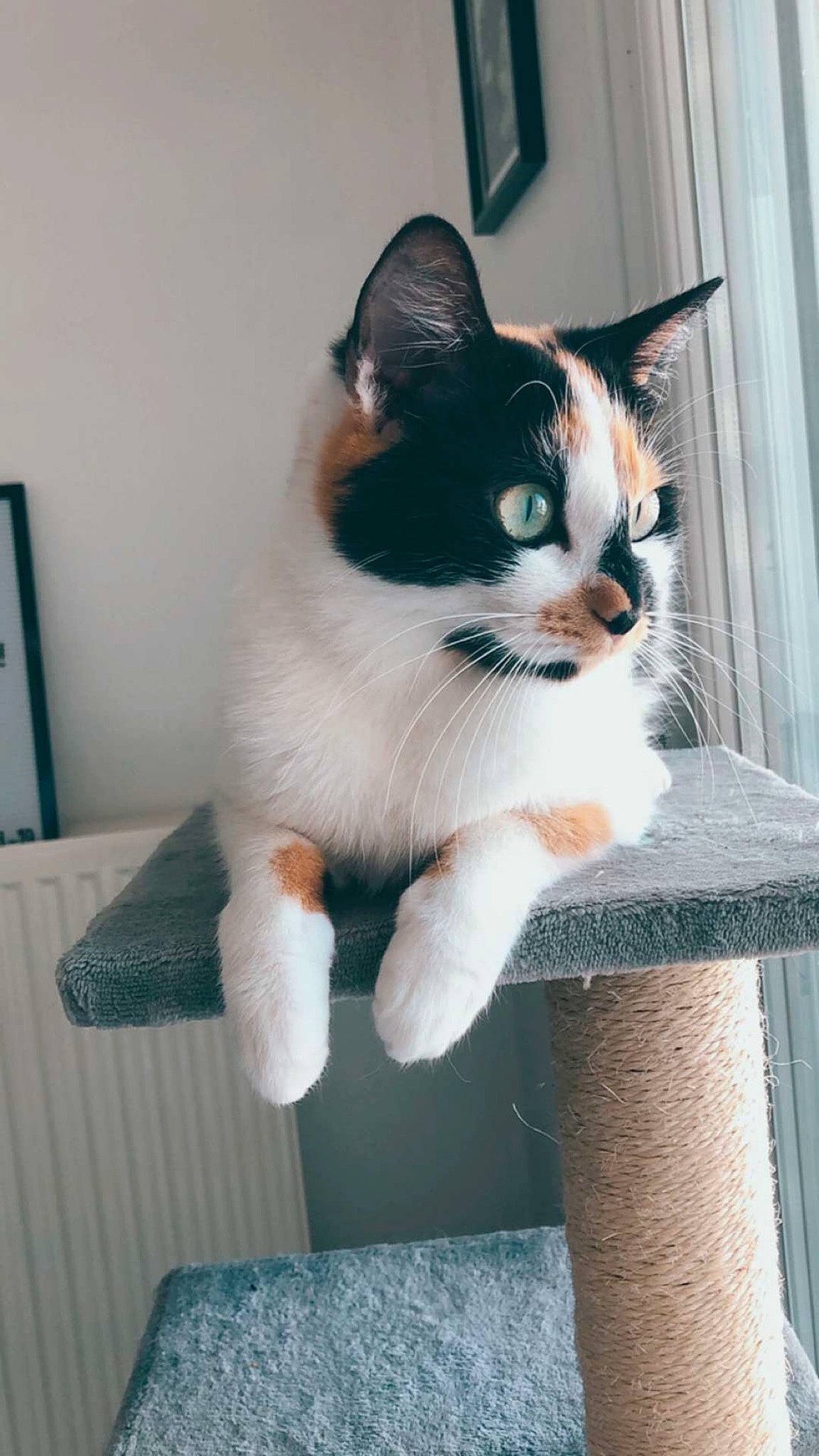 Poussy participe au concours pour gagner de l'argent avec cette photo : aegean_cat, american_wirehair, carnivore, cat, domestic_short_haired_cat, european_shorthair, fawn, felidae, japanese_bobtail, kitten, ojos_azules, polydactyl_cat, small_to_medium_sized_cats, snowshoe, tail, whiskers