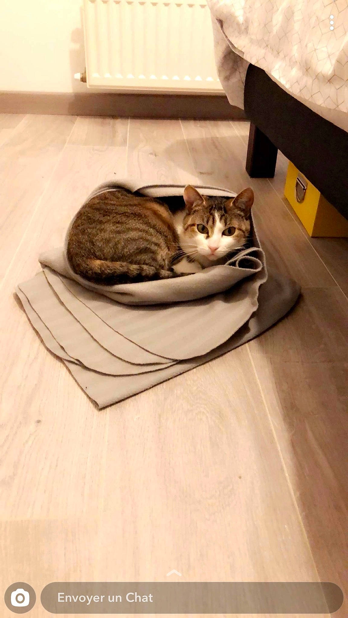 Pépite participe au concours pour gagner de l'argent avec cette photo : american_shorthair, asian, bengal, carnivore, cat, domestic_short_haired_cat, dragon_li, european_shorthair, felidae, floor, flooring, fur, hardwood, kitten, room, small_to_medium_sized_cats, tabby_cat, whiskers, wood, wood_flooring
