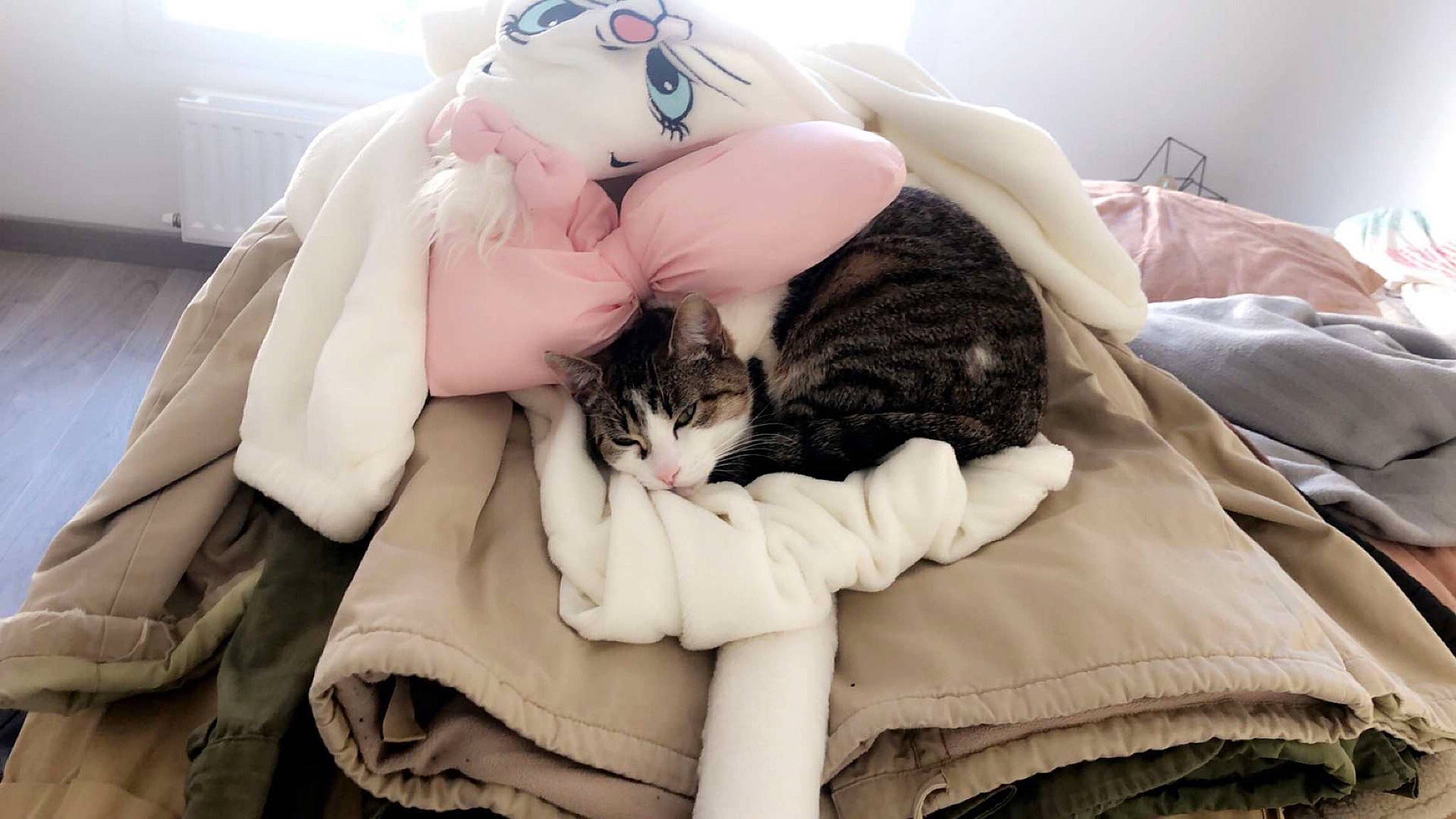 Pépite a rejoint le concours — aidez-le/la à gagner de superbes lots ! asian, bedding, carnivore, cat, comfort, companion_dog, ear, felidae, fur, hug, kitten, linens, love, nap, sleep, small_to_medium_sized_cats, whiskers