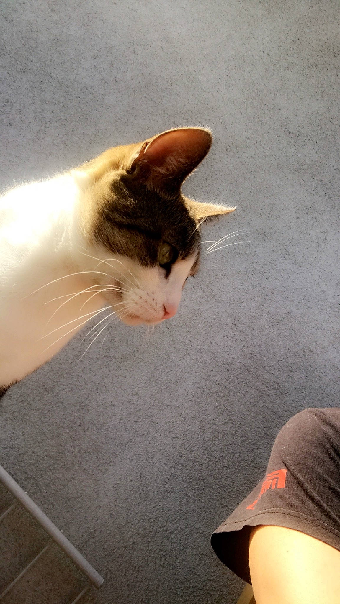 Pépite participe au concours pour gagner de l'argent avec cette photo : carnivore, cat, ear, fawn, felidae, kitten, leg, polydactyl_cat, small_to_medium_sized_cats, snout, tail, whiskers