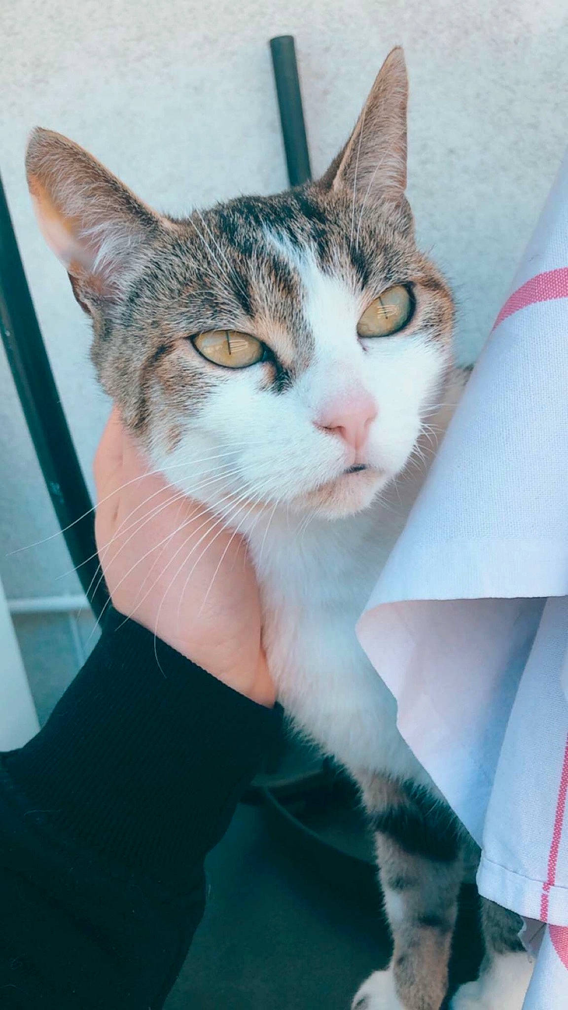 Pépite a rejoint le concours — aidez-le/la à gagner de superbes lots ! aegean_cat, american_wirehair, asian, carnivore, cat, domestic_short_haired_cat, european_shorthair, felidae, kitten, mammal, small_to_medium_sized_cats, tabby_cat, whiskers