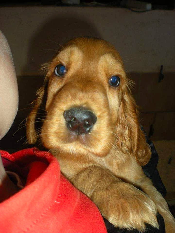 Haby participe au concours pour gagner de l'argent avec cette photo : american_cocker_spaniel, beagador, canidae, carnivore, cocker_spaniel, companion_dog, dog, dog_breed, english_cocker_spaniel, field_spaniel, irish_setter, mammal, nose, puppy, rare_breed_dog, russian_spaniel, snout, spaniel, sporting_group, vertebrate