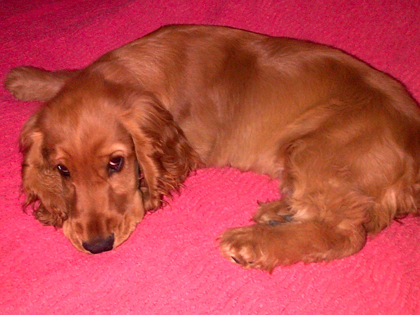 Haby a rejoint le concours — aidez-le/la à gagner de superbes lots ! american_cocker_spaniel, canidae, caramel_color, carnivore, cocker_spaniel, companion_dog, dog, dog_breed, english_cocker_spaniel, field_spaniel, german_spaniel, irish_setter, liver, mammal, russian_spaniel, setter, spaniel, sporting_group, sussex_spaniel, vertebrate