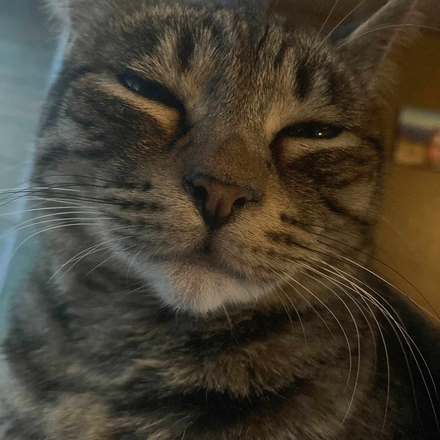 Ginger joined the competition — help win amazing prizes! animal, cat, close_up, cute, domestic_cat, ears, expression, eyes_half_closed, face, feline, fur, indoor, mammal, mouth, nose, pet, portrait, relaxed, tabby, whiskers