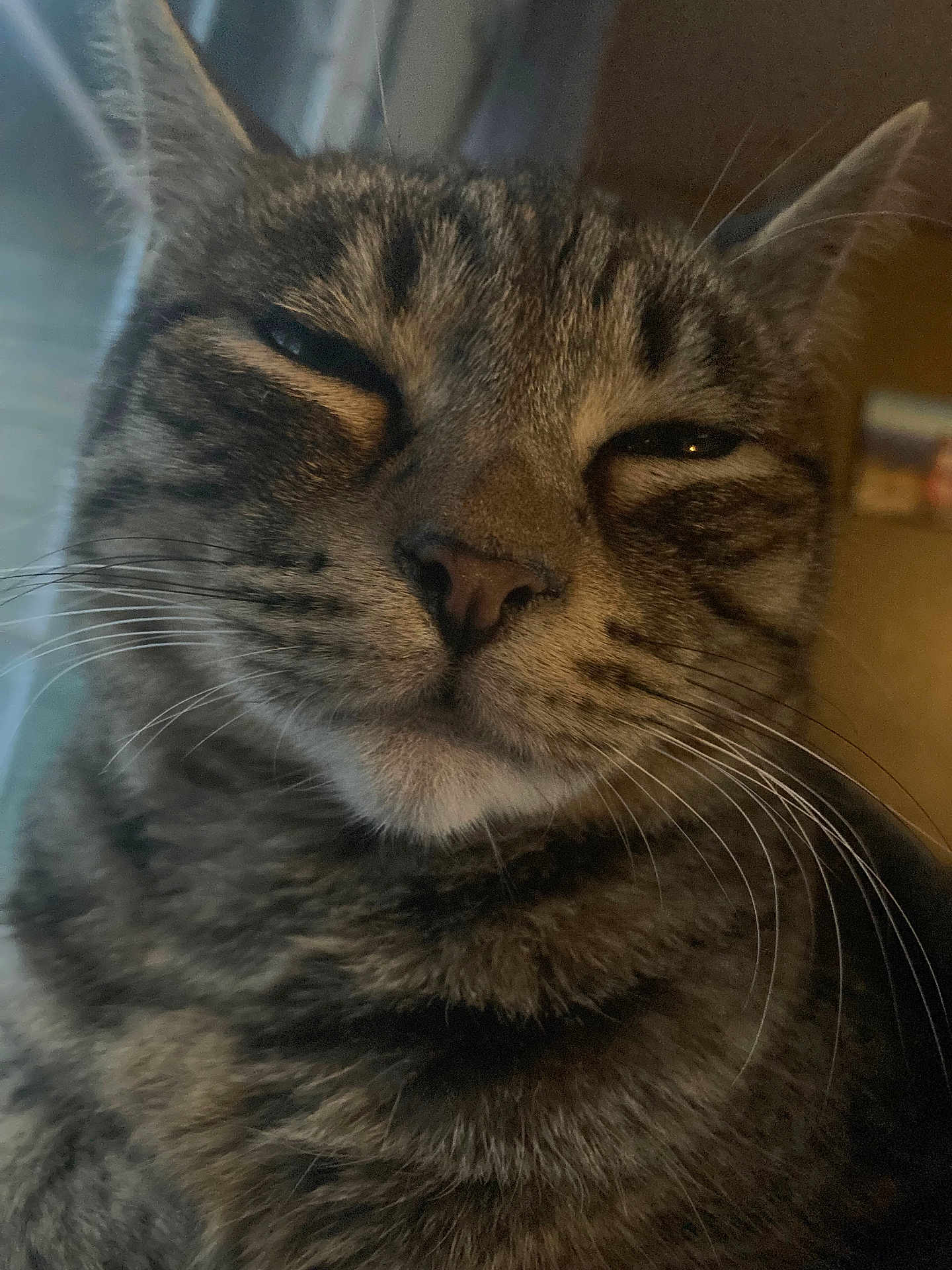 Ginger joined the competition — help win amazing prizes! cat, tabby, close_up, whiskers, face, pet, animal, feline, fur, indoor, portrait, cute, relaxed, eyes_half_closed, nose, mouth, ears, expression, domestic_cat, mammal
