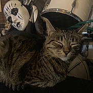 Ginger is registered to the contest to win money with this photo: cat, tabby, animal, pet, resting, sleeping, mask, face_mask, drum, musical_instrument, indoor, feline, striped, fur, ears, whiskers, closeup, dark, quiet, relaxation