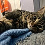 cat, tabby, pet, animal, feline, lying_down, blue_blanket, indoor, cozy, curious_eyes, fur, whiskers, close_up, resting, soft_texture, domestic_animal, cute, ears, nose, relaxed