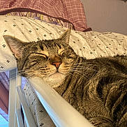 Bumber joined the competition — help win amazing prizes! animal, bed, bedding, blanket, cat, closeup, comfort, cozy, cute, domestic, feline, fur, indoor, pet, relaxed, resting, sleep, sleeping, tabby, whiskers