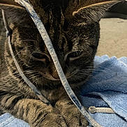 Bumber joined the competition — help win amazing prizes! cat, tabby, string, towel, indoor, pet, animal, whiskers, fur, paws, closeup, curious, playful, domestic, feline, striped, soft, resting, cute, cozy