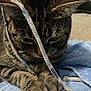 cat, tabby, string, towel, indoor, pet, animal, whiskers, fur, paws, closeup, curious, playful, domestic, feline, striped, soft, resting, cute, cozy