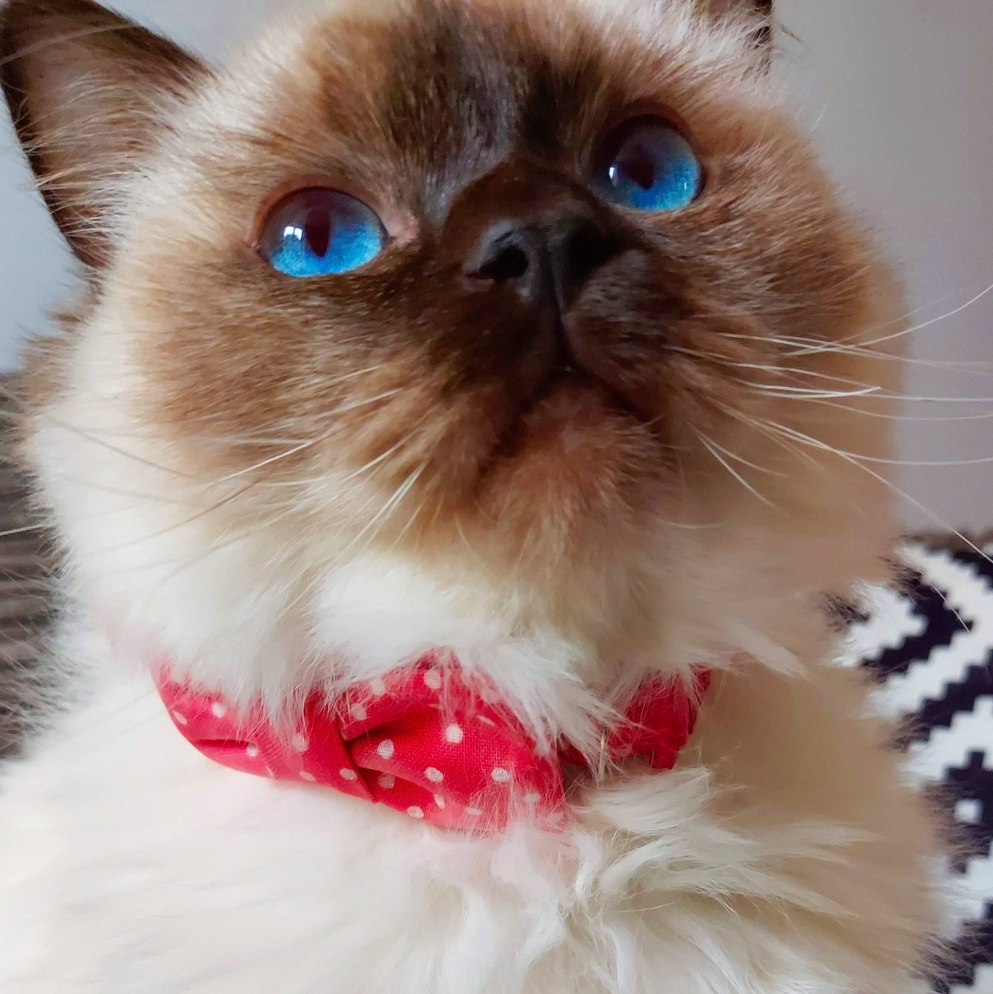 Bea joined the competition — help win amazing prizes! carnivore, cat, collar, curious, fawn, felidae, fur, iris, siamese, small_to_medium_sized_cats, snout, vertebrate, whiskers