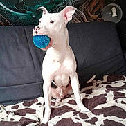 Nono participe au concours pour gagner de l'argent avec cette photo : blanket, couch, dog, ears, fur, indoor, living_room, moon_art, muzzle, pet, playful, portrait, sitting, sofa, spiky_ball, spot_pattern, toy_ball, tree_art, wall_mural, white_dog