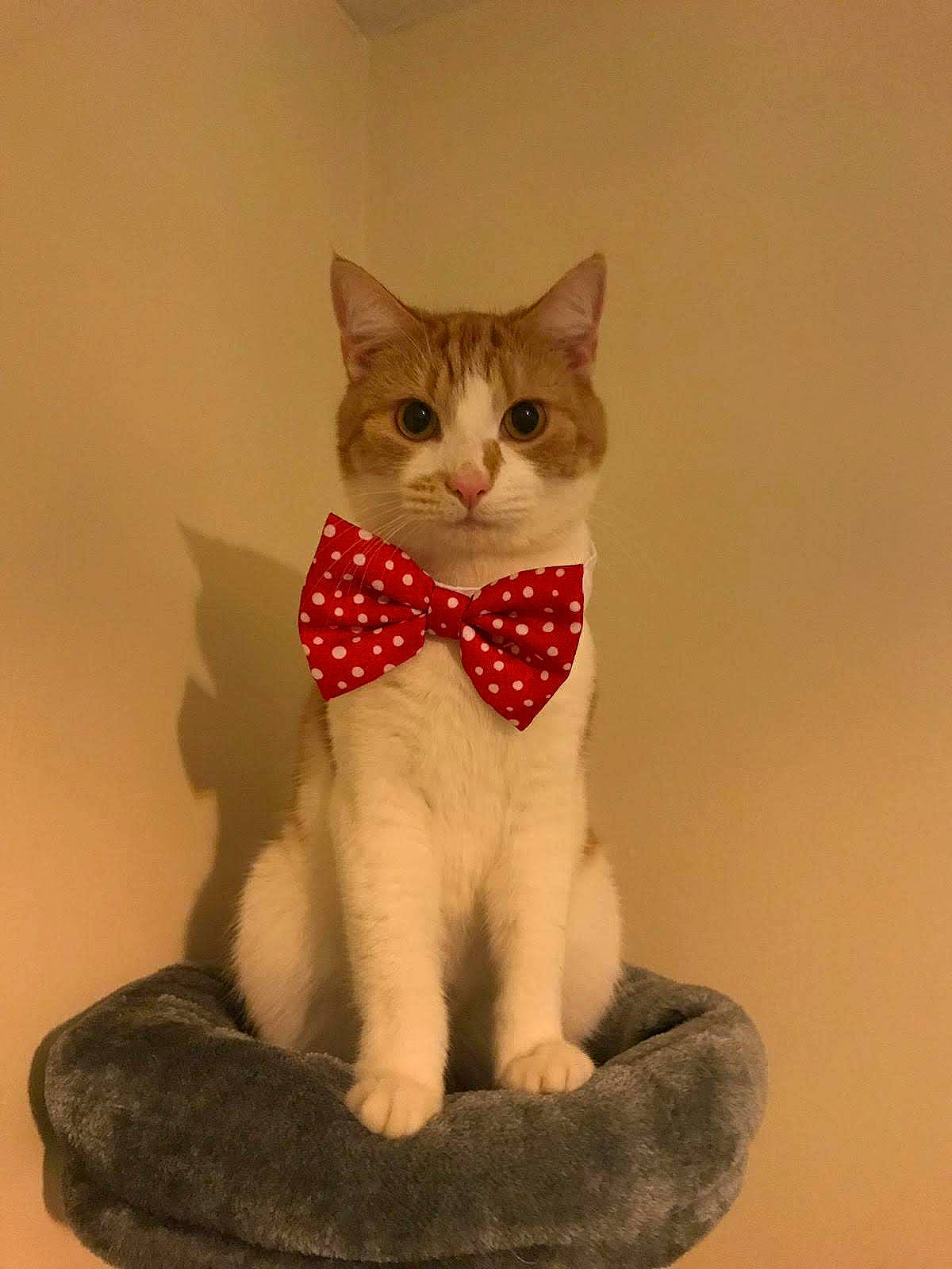 Ralph joined the competition — help win amazing prizes! aegean_cat, american_wirehair, asian, carnivore, cat, domestic_short_haired_cat, european_shorthair, fawn, felidae, german_rex, kitten, mammal, ojos_azules, small_to_medium_sized_cats, tail, whiskers