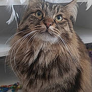 Tommy participe au concours pour gagner de l'argent avec cette photo : cat, tabby, fluffy, whiskers, pet, feline, indoor, curious, close_up, fur, animal, domestic, portrait, long_hair, eyes, face, muzzle, soft_light, feathers, background