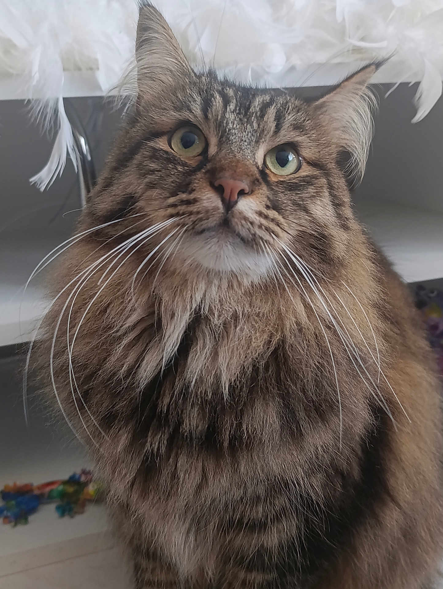 Tommy participe au concours pour gagner de l'argent avec cette photo : cat, tabby, fluffy, whiskers, pet, feline, indoor, curious, close_up, fur, animal, domestic, portrait, long_hair, eyes, face, muzzle, soft_light, feathers, background
