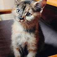 Possum is registered to the contest to win money with this photo: kitten, cat, animal, pet, fur, curious, indoor, chair, closeup, young, cute, whiskers, ears, portrait, feline, domestic, soft, sitting, attention, background