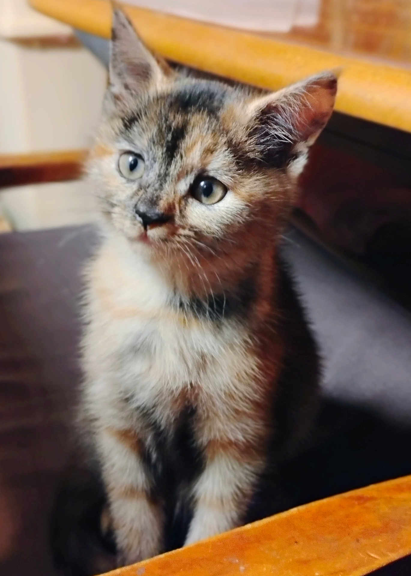 Possum is registered to the contest to win money with this photo: kitten, cat, animal, pet, fur, curious, indoor, chair, closeup, young, cute, whiskers, ears, portrait, feline, domestic, soft, sitting, attention, background