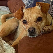 Hercules is registered to the contest to win money with this photo: dog, brown_cushion, blanket, plaid, ears, paw, relaxed, indoor, pet, closeup, fur, nose, whiskers, tail, comfort, resting, cozy, canine, animal, home
