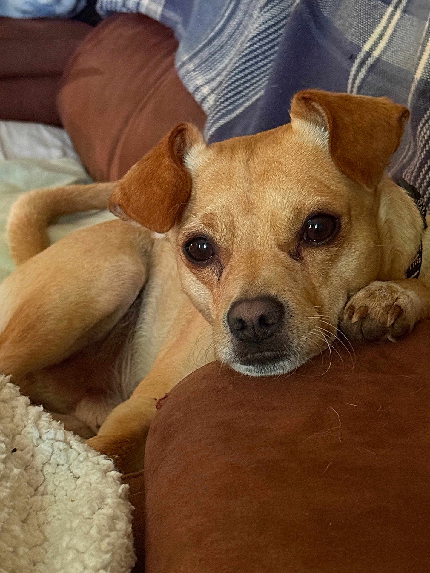 Hercules is registered to the contest to win money with this photo: dog, brown_cushion, blanket, plaid, ears, paw, relaxed, indoor, pet, closeup, fur, nose, whiskers, tail, comfort, resting, cozy, canine, animal, home
