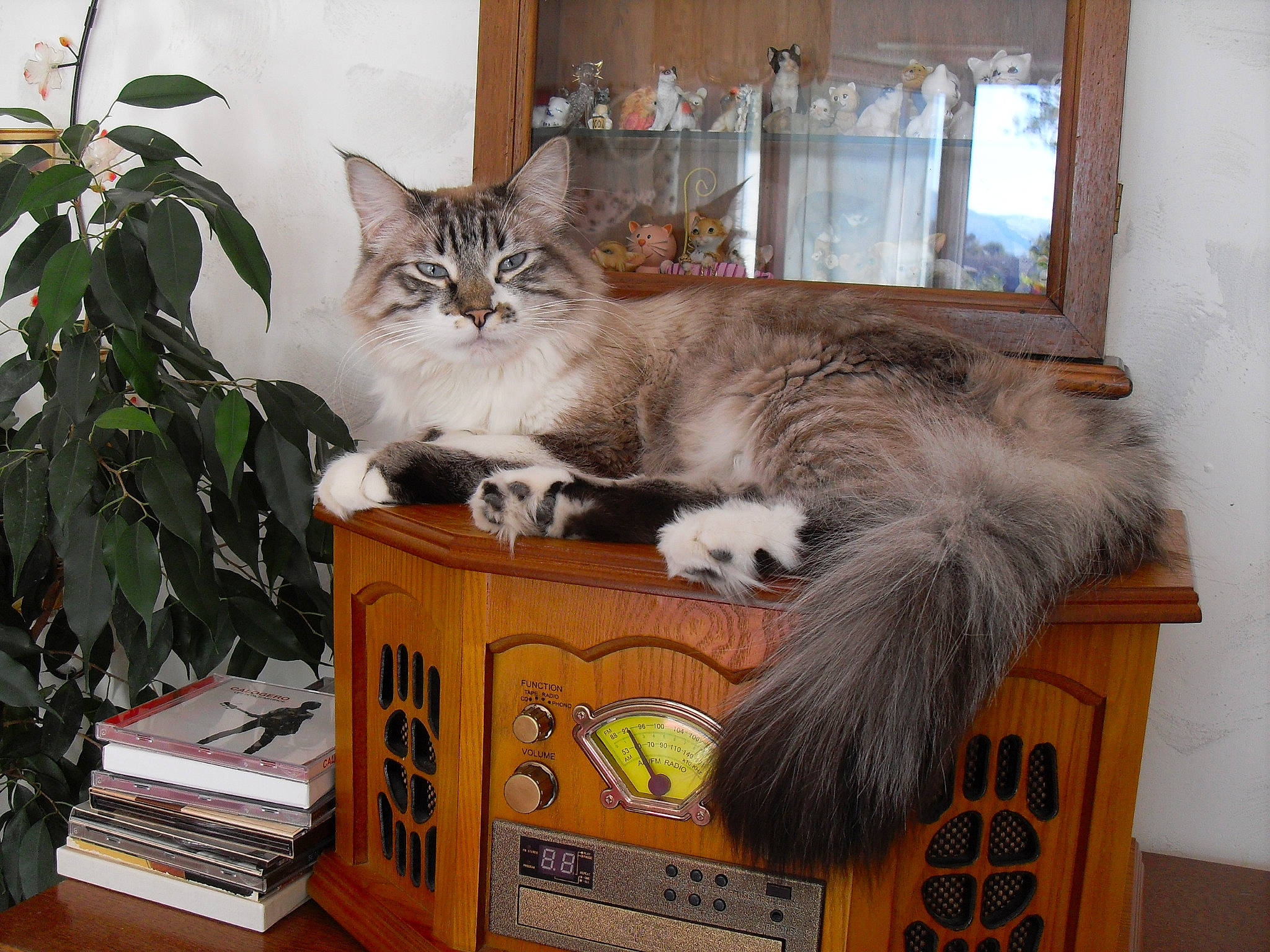 Jipsy a rejoint le concours — aidez-le/la à gagner de superbes lots ! basket, box, cardboard, carnivore, cat, cat_supply, domestic_short_haired_cat, felidae, flowerpot, fur, houseplant, mirror, plant, publication, small_to_medium_sized_cats, tail, vehicle, vertebrate, whiskers, window