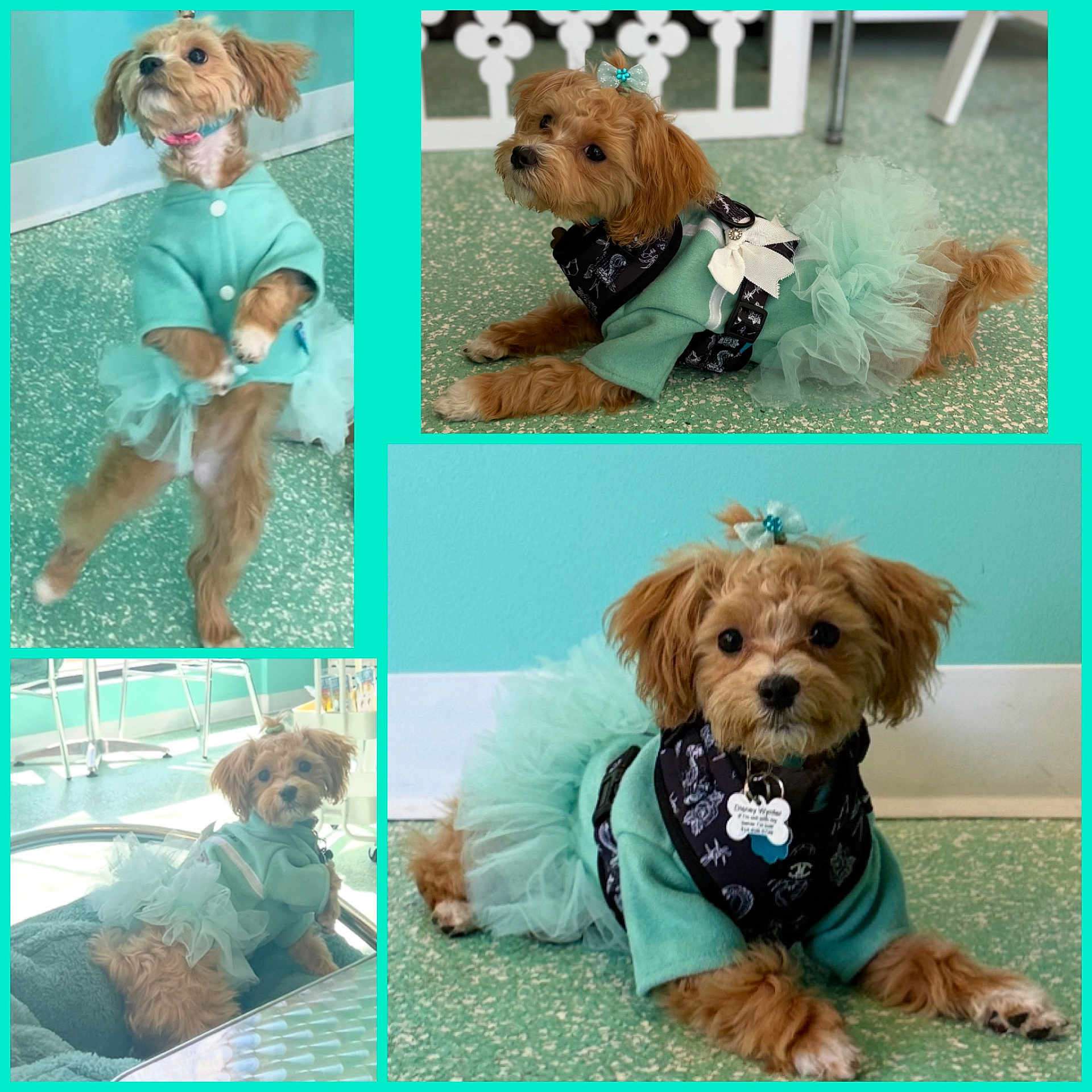 Disney Wynter is registered to the contest to win money with this photo: accessory, adorable, animal, bandana, bed, bow, cute, dog, fashion, floor, fur, indoor, mint_green, outfit, pet, playful, posing, puppy, small_dog, tutu