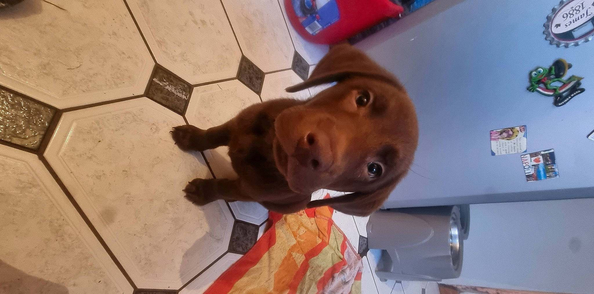 Chip joined the competition — help win amazing prizes! baseball_cap, canidae, carnivore, companion_dog, dog, dog_breed, ear, fashion_accessory, fawn, flooring, hat, jaw, liver, personal_protective_equipment, pet_supply, selfie, snout, sporting_group, sun_hat, working_animal