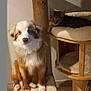 dog, cat, cat_tree, pet, indoor, furniture, brown, white, tabby_cat, fluffy_dog, floor_tile, cozy, animal, domestic_animal, looking_at_camera, sitting, resting, soft_texture, playful, cute