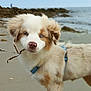 puppy, dog, beach, sand, ocean, blue_eyes, fur, harness, stick, outdoor, nature, water, cute, animal, pet, walking, young, playful, coast, shore