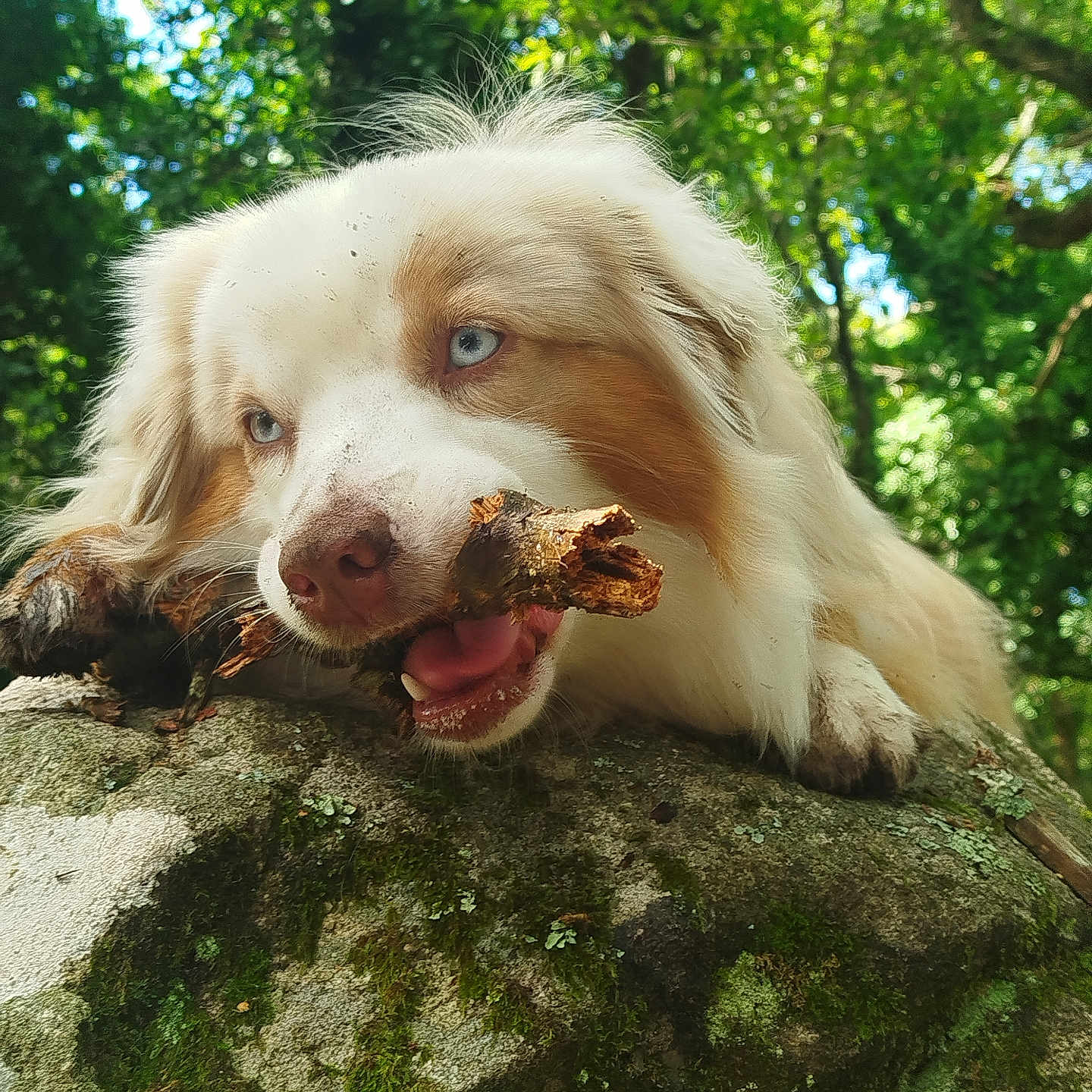 Maddison a rejoint le concours — aidez-le/la à gagner de superbes lots ! adventure, animal, blue_eyes, canine, chewing, close_up, daylight, dog, forest, fur, greenery, happy, moss, nature, outdoor, pet, playful, rock, stick, wild