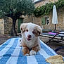 puppy, dog, outdoor, towel, striped_towel, stone_house, tree, greenery, sunlight, pet, cute, relaxed, lying_down, wooden_deck, smiling, small_dog, fluffy, brown_and_white, canine, summer