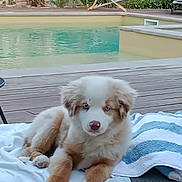 Maddison a rejoint le concours — aidez-le/la à gagner de superbes lots ! puppy, dog, blue_eyes, fluffy, towel, chair, pool, backyard, wooden_fence, plants, greenery, relaxing, outdoor, daylight, pet, animal, nature, summer, resting, cute