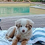 puppy, dog, blue_eyes, fluffy, towel, chair, pool, backyard, wooden_fence, plants, greenery, relaxing, outdoor, daylight, pet, animal, nature, summer, resting, cute
