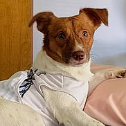 Kimo joined the competition — help win amazing prizes! dog, pet, canine, brown_and_white, short_hair, floppy_ears, face, eyes, nose, wearing_clothes, sports_shirt, lying_down, bed, blanket, pillow, bedroom, door, indoor, portrait, relaxed