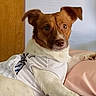 dog, pet, canine, brown_and_white, short_hair, floppy_ears, face, eyes, nose, wearing_clothes, sports_shirt, lying_down, bed, blanket, pillow, bedroom, door, indoor, portrait, relaxed