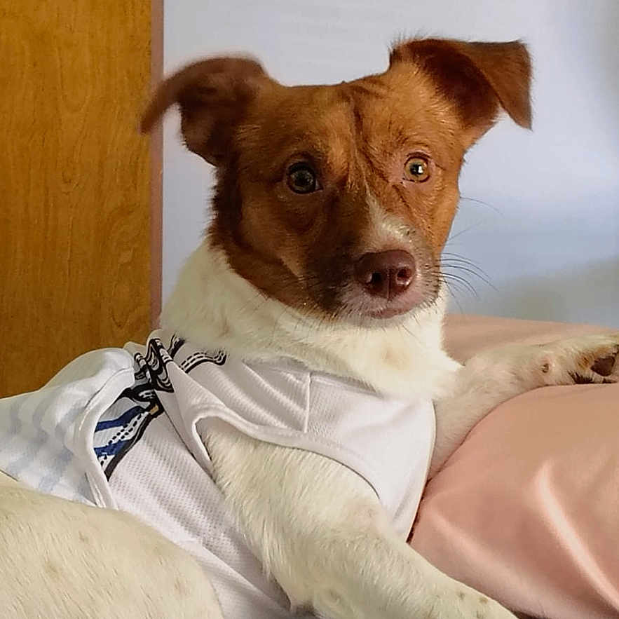 Kimo joined the competition — help win amazing prizes! dog, pet, canine, brown_and_white, short_hair, floppy_ears, face, eyes, nose, wearing_clothes, sports_shirt, lying_down, bed, blanket, pillow, bedroom, door, indoor, portrait, relaxed