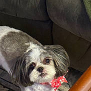 Gracie Mae joined the competition — help win amazing prizes! adorable, animal_face, bow, carpet, companion, couch, curious, cute, dog, domestic_animal, fluffy_fur, fur_texture, home, indoor, living_room, looking_up, pet, red_bow, small_dog, wooden_table