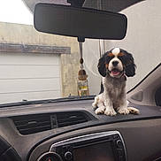 Alba a rejoint le concours — aidez-le/la à gagner de superbes lots ! dog, puppy, cavalier_king_charles_spaniel, car, dashboard, interior, pet, tongue_out, happy, tricolor, window, rearview_mirror, vent, collar, vehicle, sitting, cute, companion, domestic_animal, front_seat